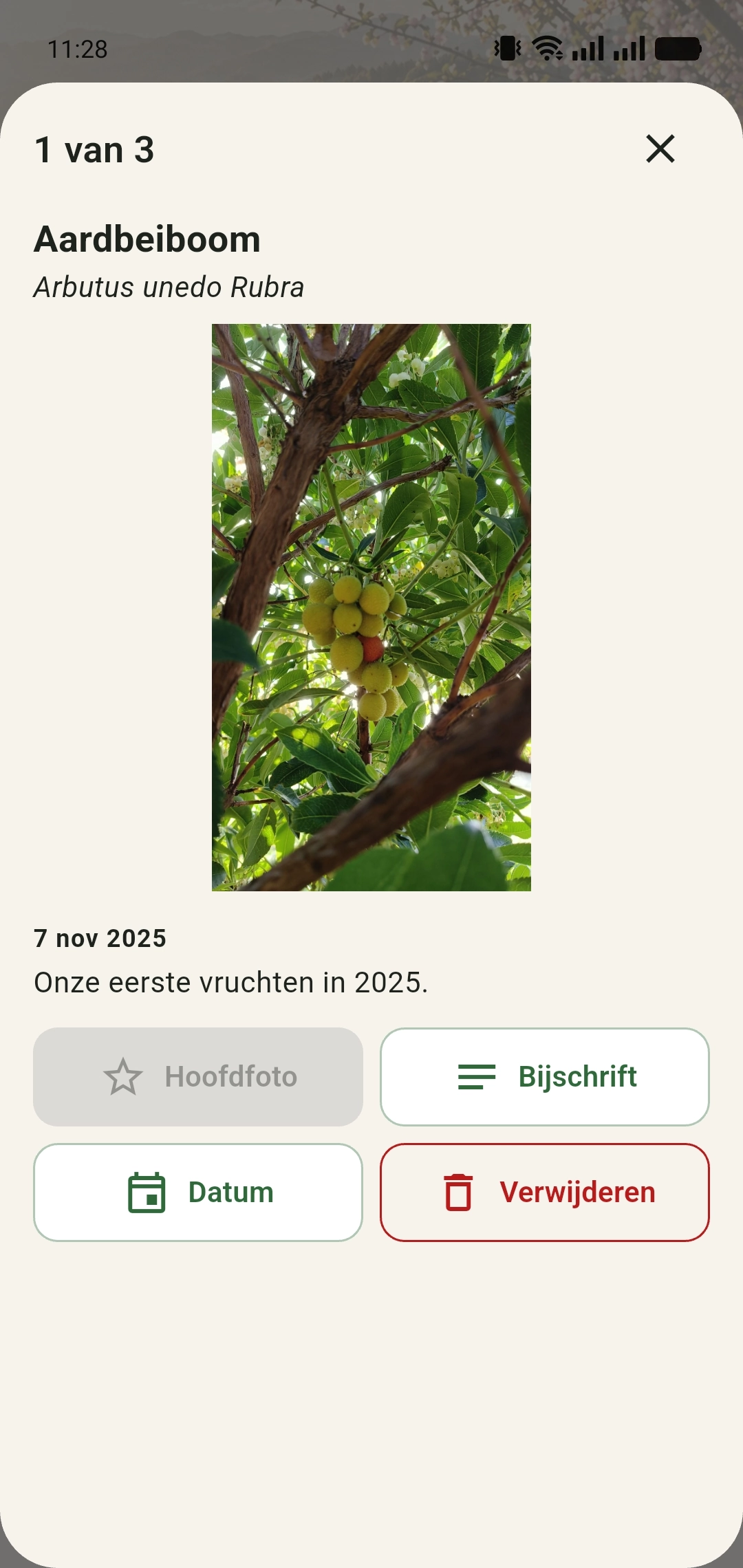 Eerste foto van de aardbeiboom door de tijd