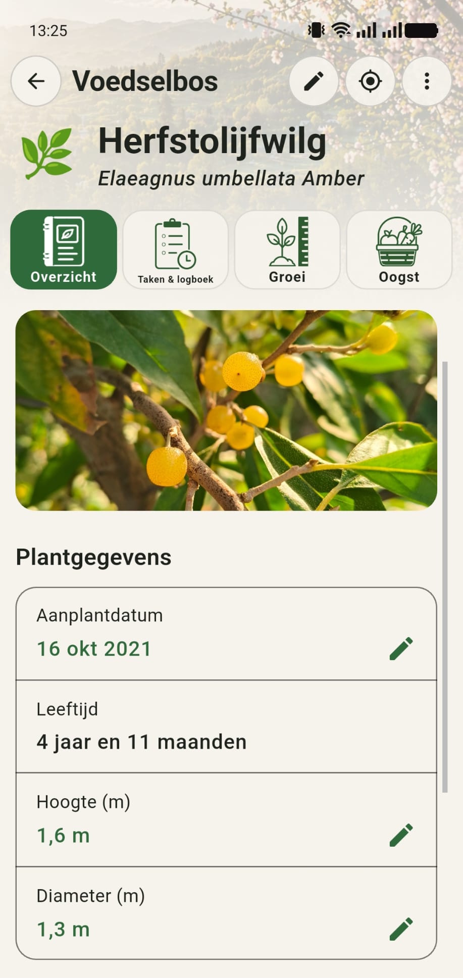 Plantdossier van een herfstolijfwilg in GreenPlot met foto en plantgegevens
