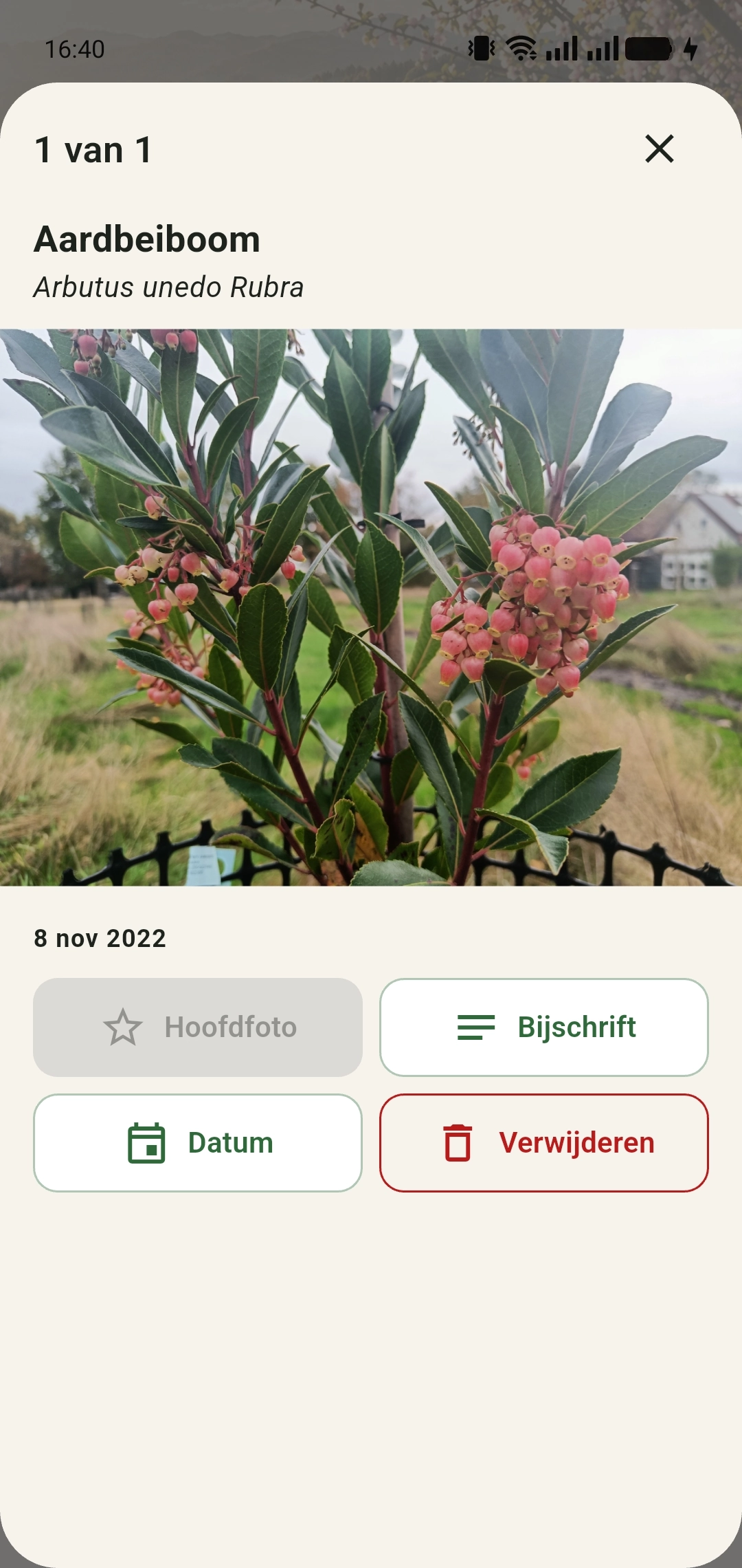 Geopende foto van de aardbeiboom met knoppen voor Bijschrift en Datum