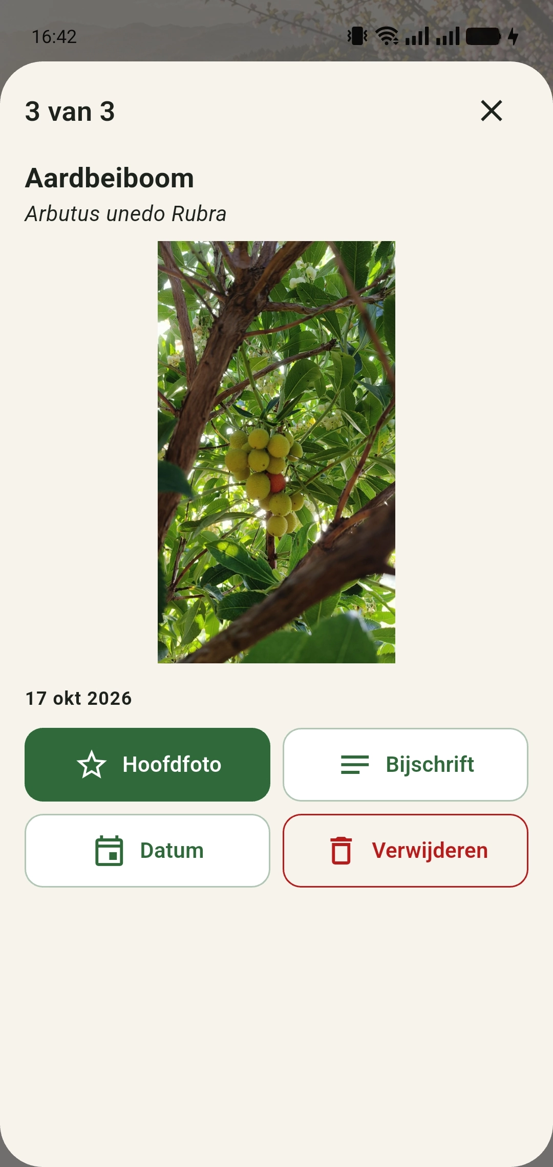 Foto van aardbeiboomvruchten met knop Hoofdfoto