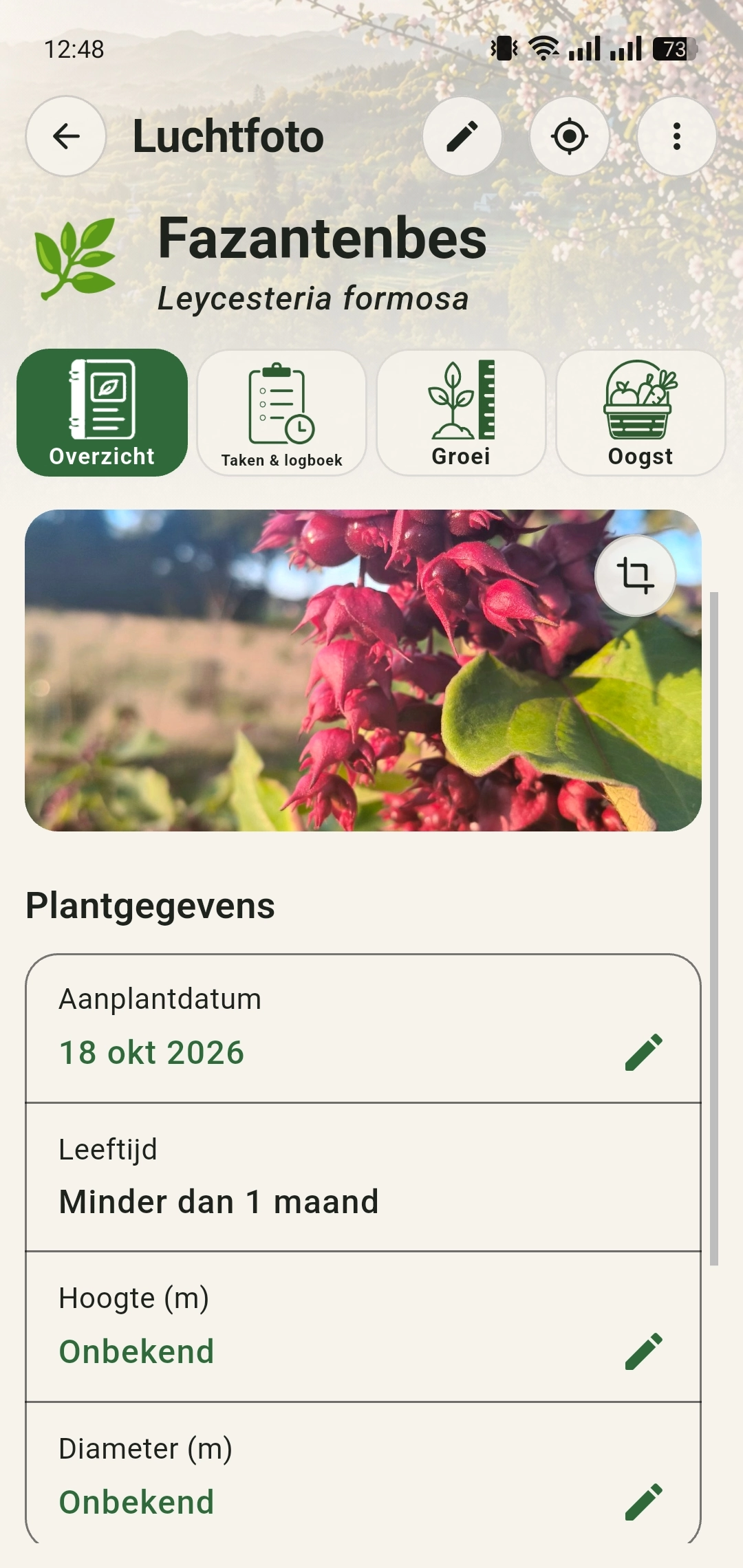Plantdossier met de naam Fazantenbes, de Latijnse naam Leycesteria formosa en automatisch toegevoegde herkenningsfoto