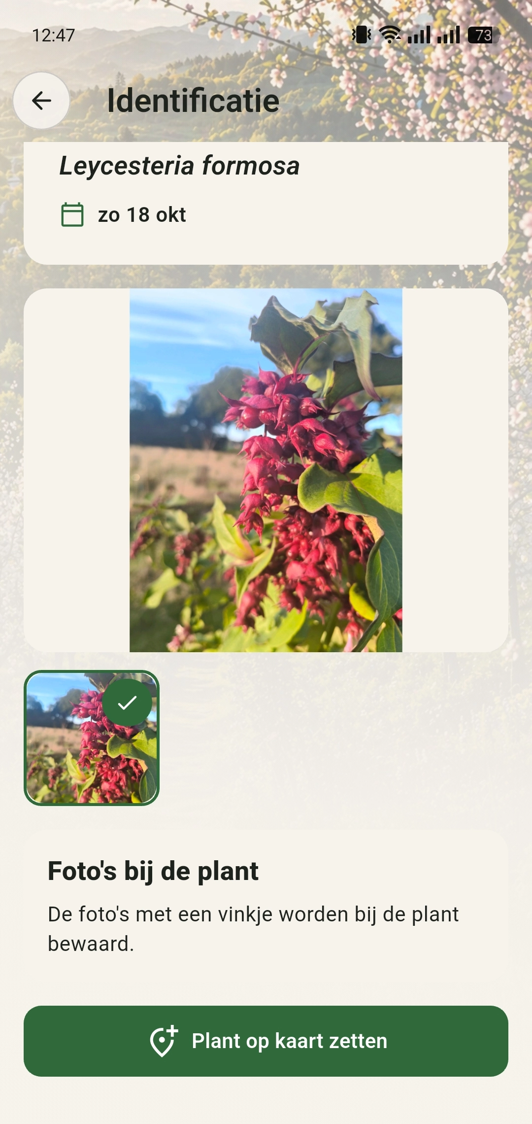 Opgeslagen identificatie Fazantenbes met foto en de knop Plant op kaart zetten