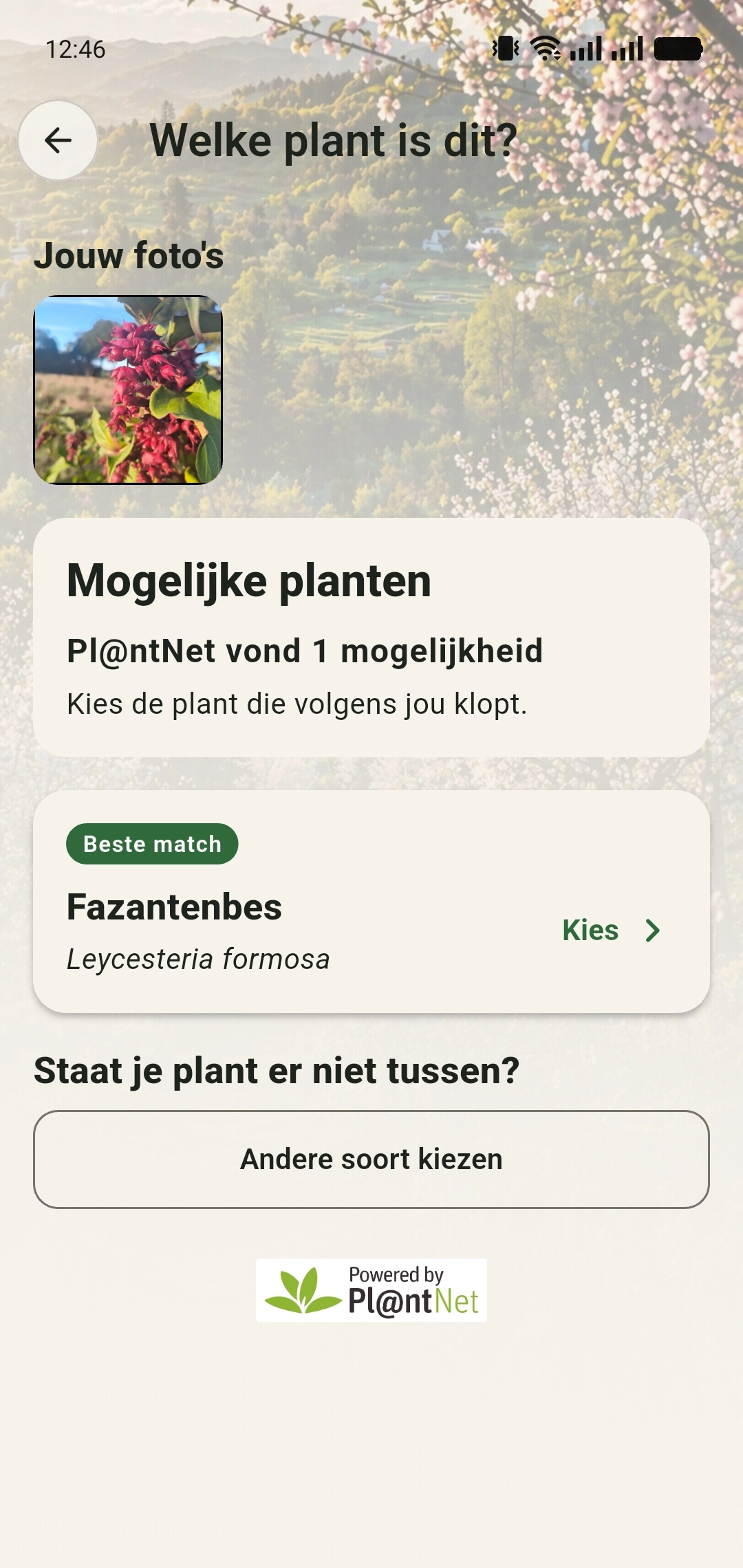 Herkenningsresultaten met Fazantenbes als beste match en de knop Andere soort kiezen